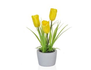 23cm (1ft) Tulip in Pot - Yellow