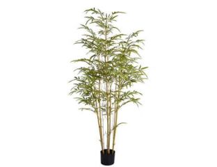Bamboo Mini (150cm)