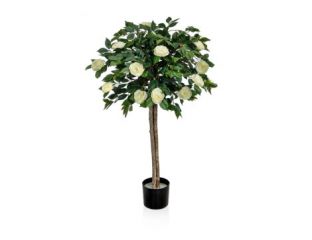 120cm (4ft) Camellia with Natural Tree Trunk - White