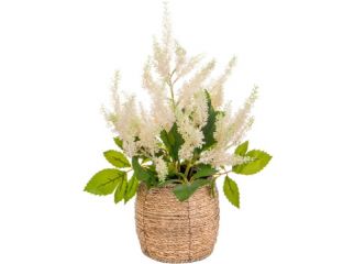 Astilbe Cream in Pot (37cm)