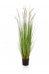 4ft (120cm) Dogtail Grass with Pot