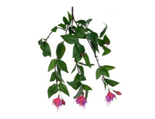 Plants Flowering Petunia Hanging Fuchsia