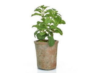 28cm Potted Herb – Mint