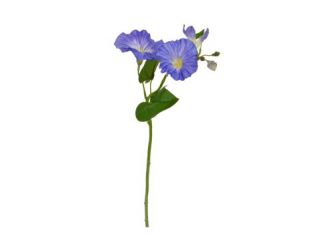 25cm Flowering Medium Glory - Blue 