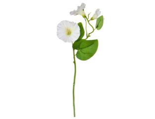 25cm Flowering Morning Glory - White