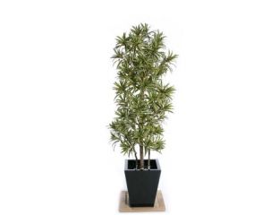 6ft (180cm) Dracaena "Song of India" Artificial Tree