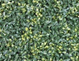 1m x 1m PE Variegated Buxus Wall Cover