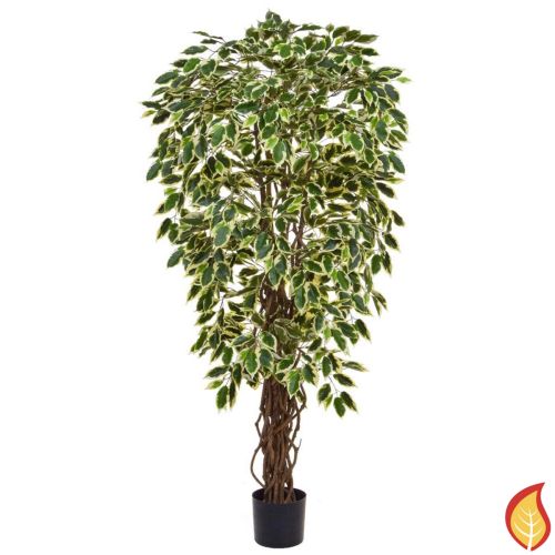 120cm (4ft) Natural Tree Trunk Ficus Liana - Variegated (Fire Resistant)