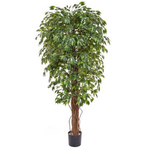 180cm (6ft) Ficus Liana with Natural Tree Trunk - Green