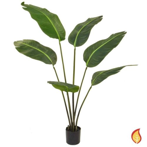 4ft 120cm Plants Bird of Paradise (Fire Resistant) 