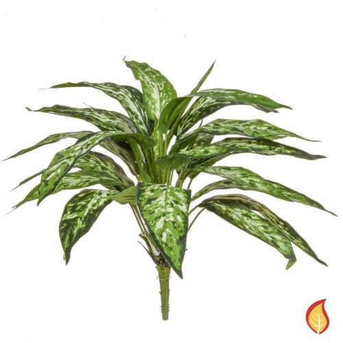 48cm Aglaonema Bush - Variegated (Fire Resistant)