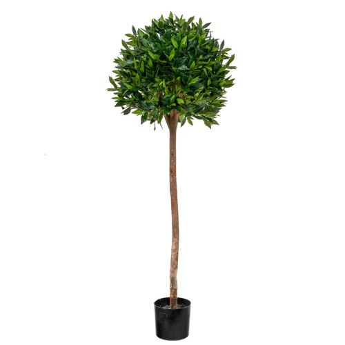Bay Laurel Ball Tree (135cm)