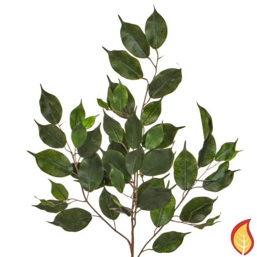 75cm Foliage Ficus Exotica Green (Fire Resistant)