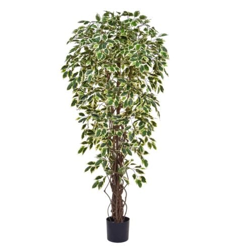 6ft (180cm) Variegated Ficus "Liana" (NTT) Artificial Tree