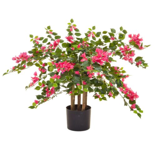 90cm (3ft) Flowering Multi-stem Bougainvillea - Pink