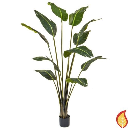 6ft (180cm) Plants Bird of Paradise (Fire Resistant)