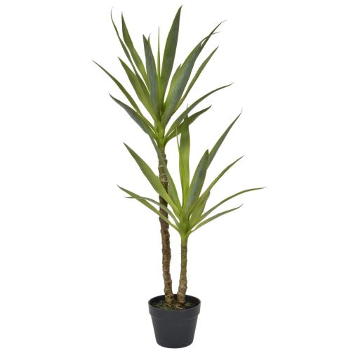 110cm Yucca in Black Pot