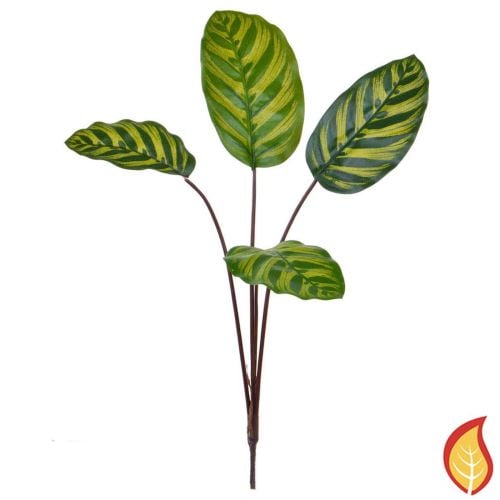 58cm Foliage Calathea Makoyana (Fire Resistant)