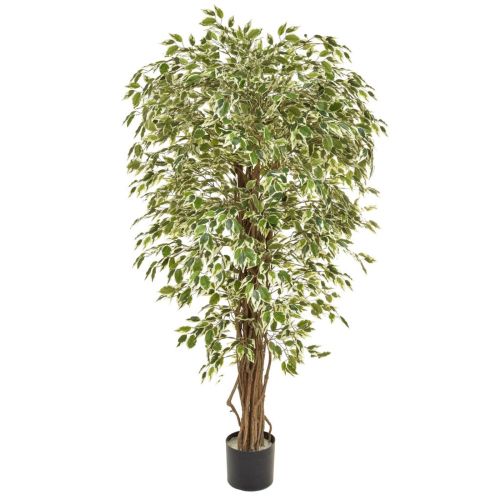 150cm Ficus Liana Variegated - Green