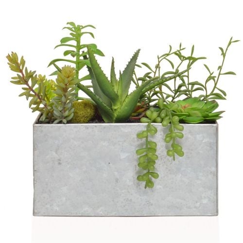 Succulent Mix in Steel Trough (22cm)