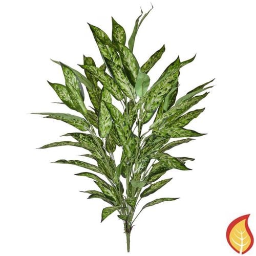 3ft (85cm) Plants Aglaonema Bush Variegated (Fire Resistant)