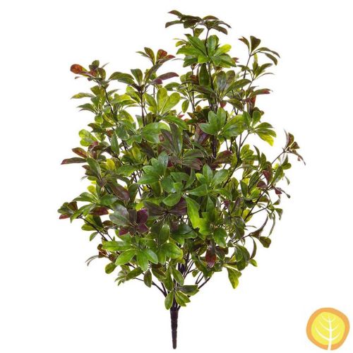 80cm Plants Pawpaw (UV Protected)