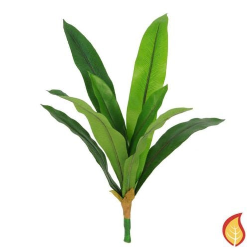 50cm Plants Bird Nest Fern (Fire Resistant)