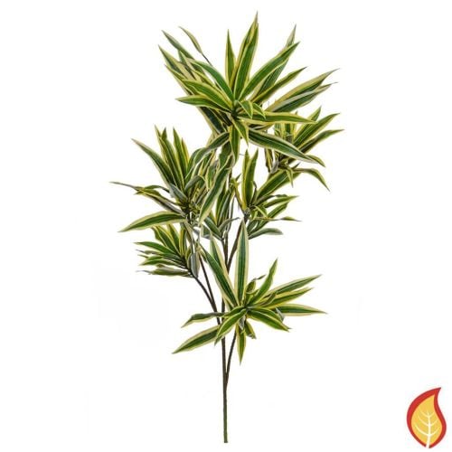 85cm Foliage Dracaena Reflexa (Fire Resistant)