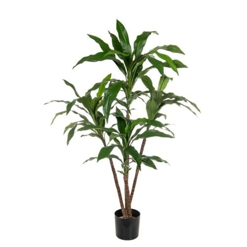 Green Dracaena (60cm)