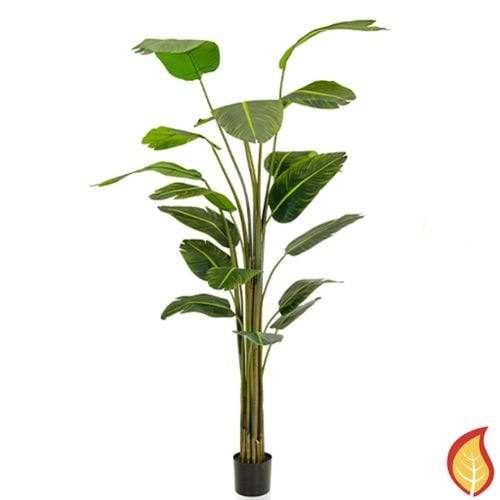 8ft (240cm) Plants Bird of Paradise (Fire Resistant)