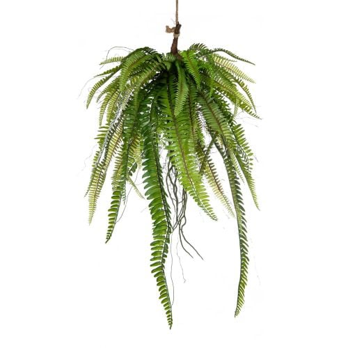 60cm Fern in Moss Ball