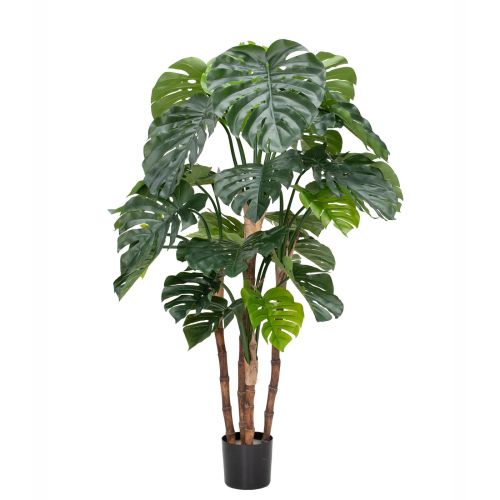 5.5ft (165cm) Green Monstera