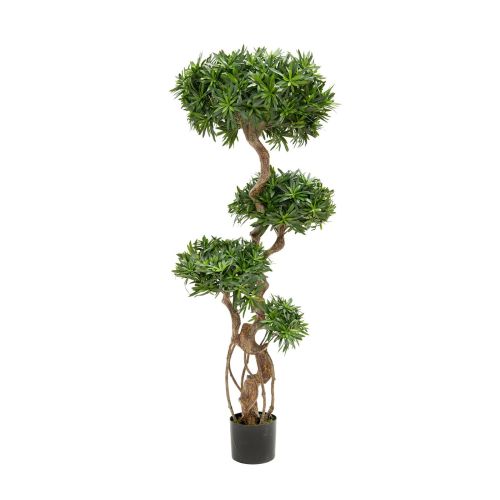 5ft (150cm) Green Podocarpus - Real Tree Stem