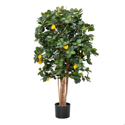 4ft (120cm) Lemon Tree with Fruit