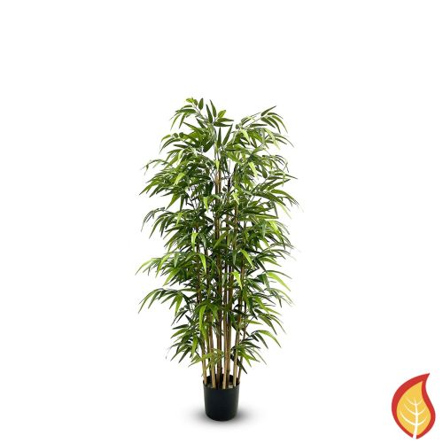 5ft (150cm) Bamboo Nitida (Fire Resistant)