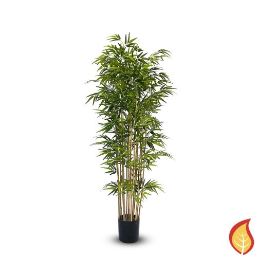 6ft (180cm) Bamboo Nitida (Fire Resistant)