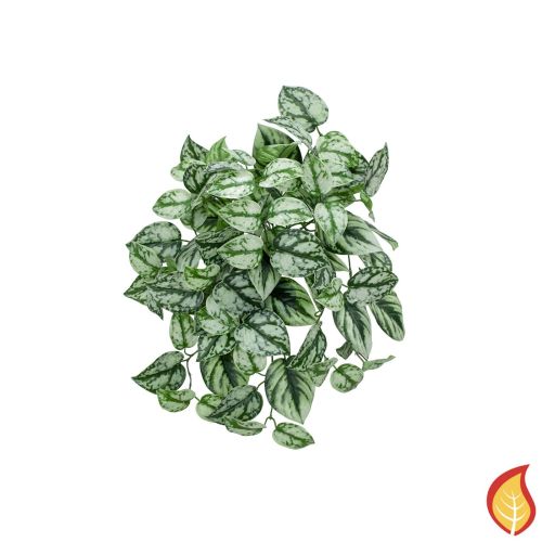 40cm I & T Scindapsus (Fire Resistant)