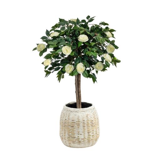 4ft (125cm) Camelia in White Bamboo