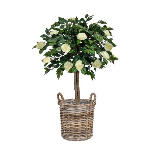 4ft (125cm) Camelia in Oxford Basket