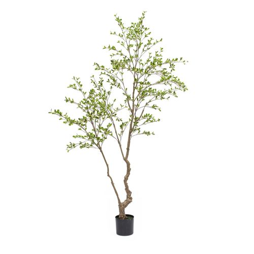 7ft (210cm) Bucida Tree Green