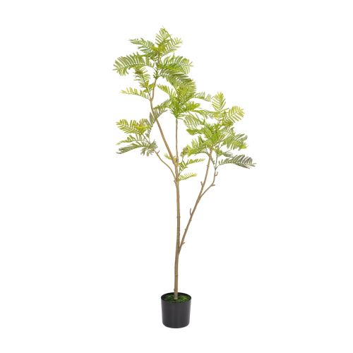 6ft (180cm) Jacaranda Tree Green