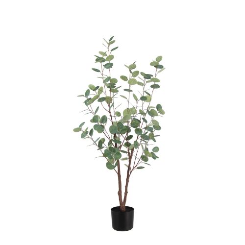 4ft (125cm) Eucalyptus Tree