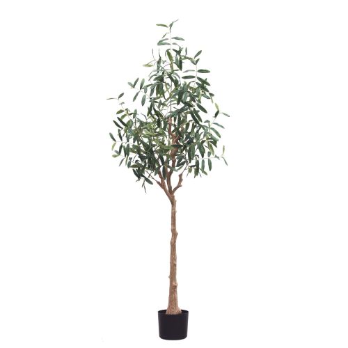 6ft (180cm) Olive Tree