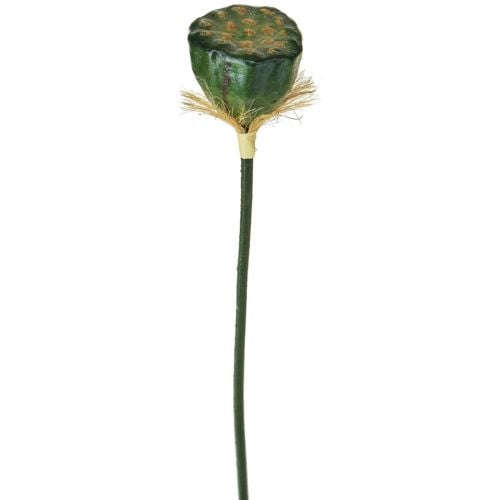 60cm Lotus Pod Green