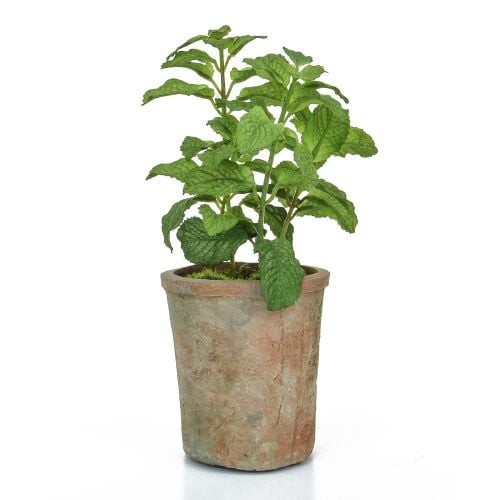 28cm Potted Herb – Mint