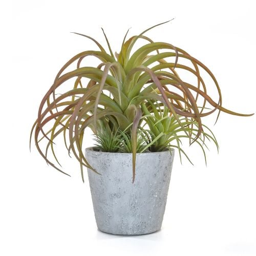 30cm Succulent Airplant Pot