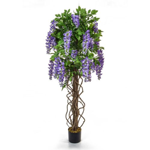 160cm Flowering Wisteria - Purple