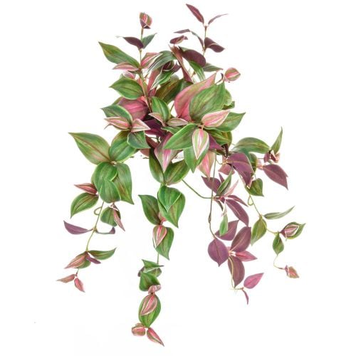 50cm Tradescantia Pink