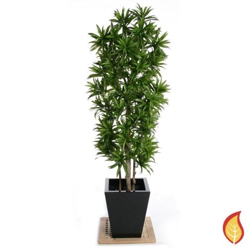 6ft (180cm) Dracaena "Song of Jamaica" Artificial Tree (Fire Resistant)