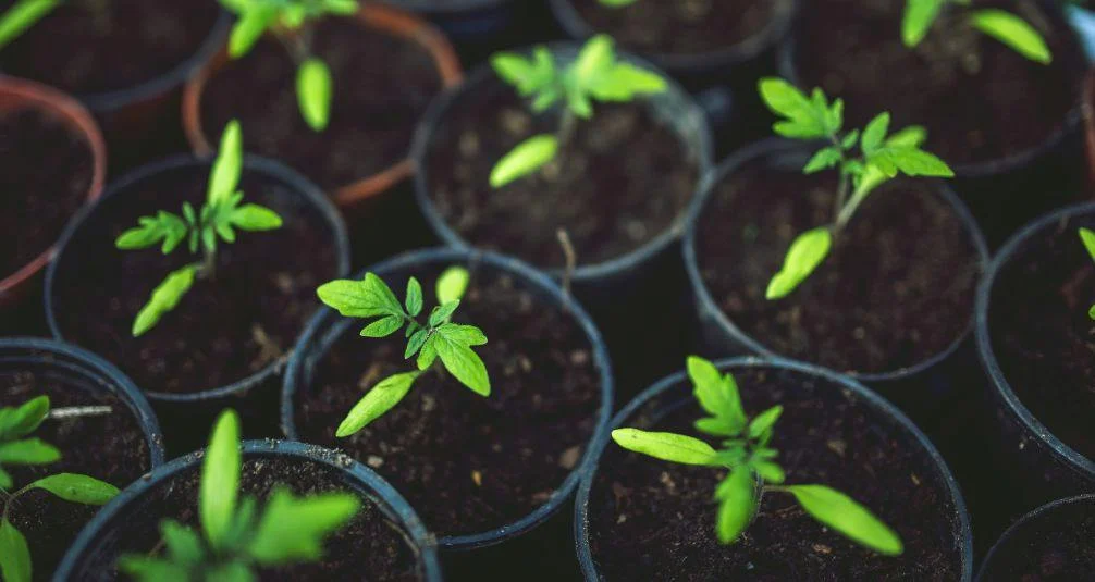 Seedlings in pots